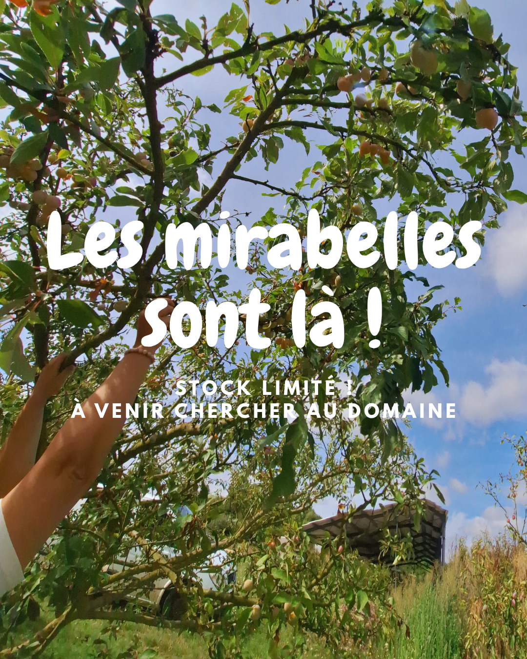 Les mirabelles sont là !